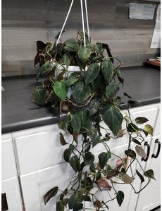  8" Philodendron Micans Hanging Basket