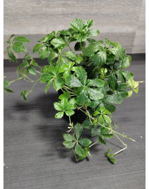  3.5" Sugar Vine