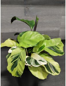  3.5" Calathea Fusion Yellow