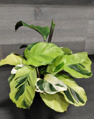  3.5" Calathea Fusion Yellow