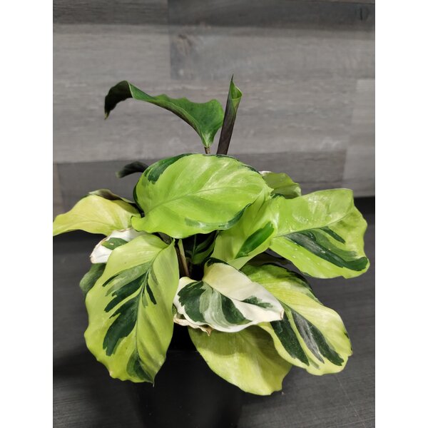 3.5" Calathea Fusion Yellow