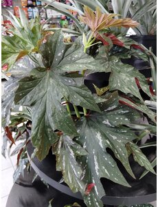  6" Angel Wing Begonia