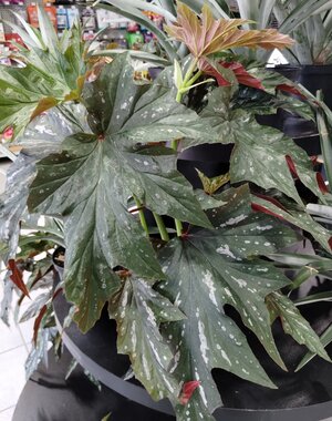  6" Angel Wing Begonia