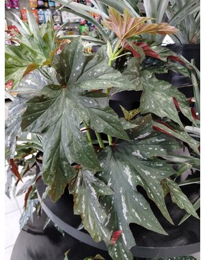  6" Angel Wing Begonia
