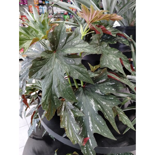 6" Angel Wing Begonia