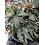 6" Angel Wing Begonia