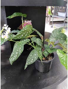  6" Begonia maculata