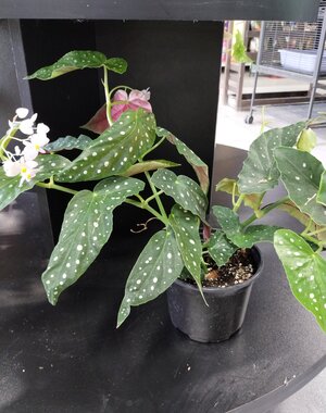  6" Begonia maculata