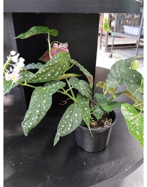  6" Begonia maculata