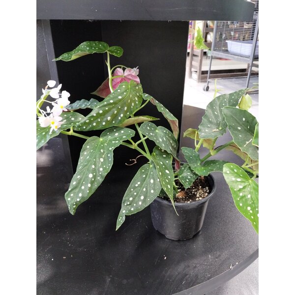 6" Begonia maculata