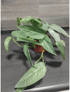  3.5" Pothos  Cebu Blue