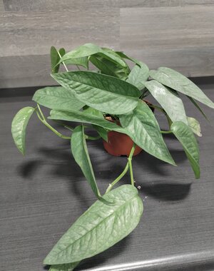  3.5" Pothos  Cebu Blue