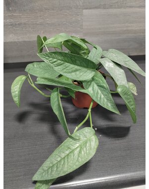  3.5" Pothos  Cebu Blue