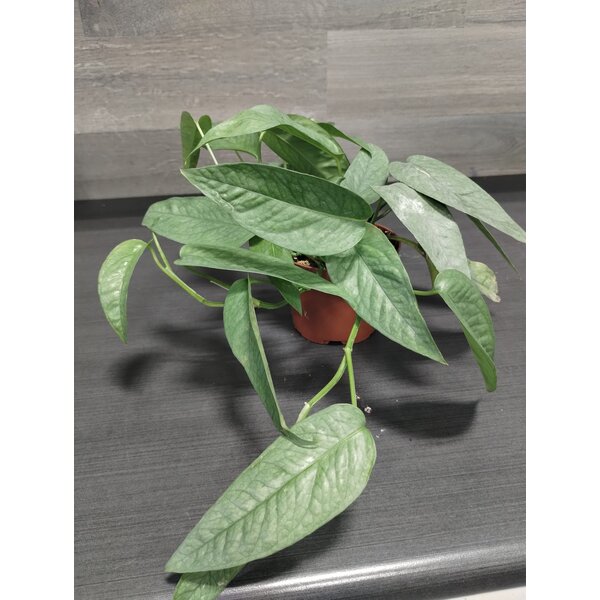 3.5" Pothos  Cebu Blue