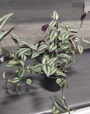  3.5" Tradescanthia Purple