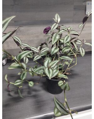  3.5" Tradescanthia Purple