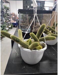  8" Monkey Tail Cactus Hanging Basket