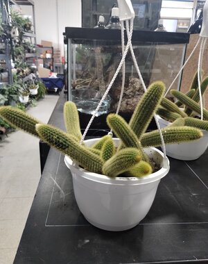  8" Monkey Tail Cactus Hanging Basket