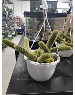  8" Monkey Tail Cactus Hanging Basket