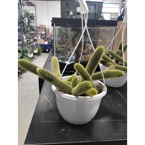 8" Monkey Tail Cactus Hanging Basket