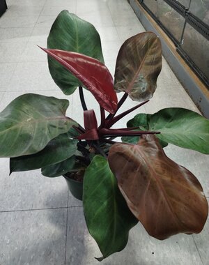  6" Philodendron McColley's Finale