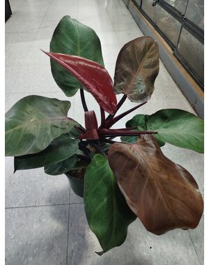  6" Philodendron McColley's Finale