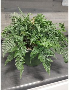  6" Rabbit Foot Fern