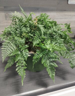  6" Rabbit Foot Fern