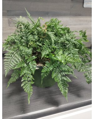  6" Rabbit Foot Fern