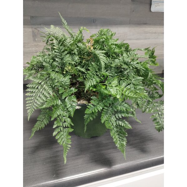 6" Rabbit Foot Fern
