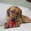Kong Products Kong Snacks Bacon Cheese