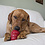 Kong Products Kong Snacks Peanut butter