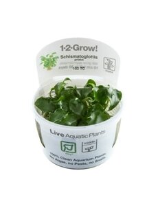 Tropica Tropica 1-2-Grow! Schismatoglottis  prietoi