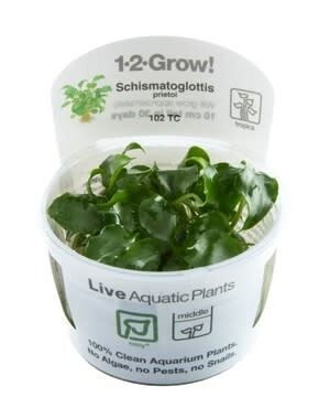 Tropica Tropica 1-2-Grow! Schismatoglottis  prietoi