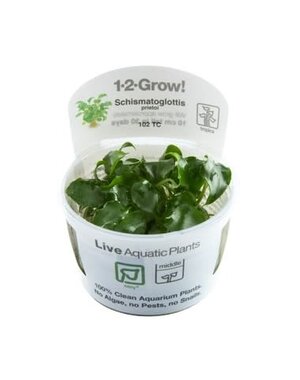 Tropica Tropica 1-2-Grow! Schismatoglottis  prietoi