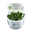 Tropica Tropica 1-2-Grow! Schismatoglottis  prietoi