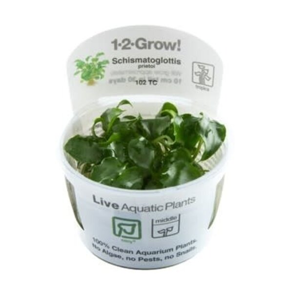 Tropica Tropica 1-2-Grow! Schismatoglottis  prietoi