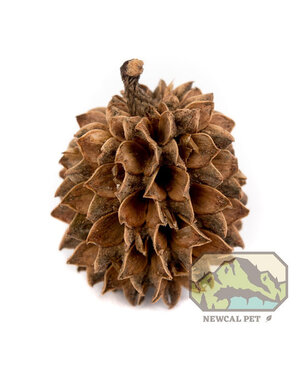 Jurassic Reptile Products NewCal Casuarina Cones 1oz  (Aprox 40)