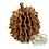 Jurassic Reptile Products Casuarina Cones 1oz  (Aprox 40)