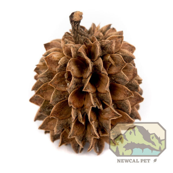 Jurassic Reptile Products Casuarina Cones 1oz  (Aprox 40)