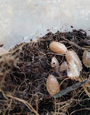 Big Bites Isopods - Porcellio Laevis (Orange) (12)