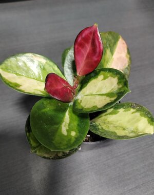  2.5" Hoya Tricolour