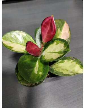  2.5" Hoya Tricolour