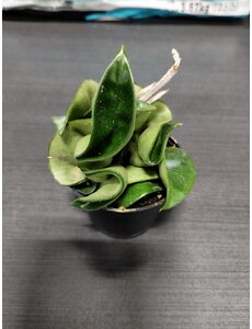  2.5" Hoya Compacta -Hindu Rope