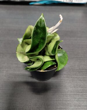  2.5" Hoya Compacta -Hindu Rope