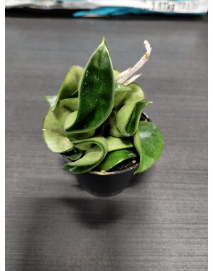  2.5" Hoya Compacta -Hindu Rope