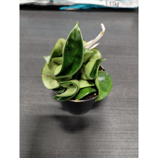 2.5" Hoya Compacta -Hindu Rope