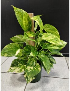  6" Totem Pothos
