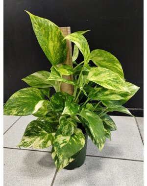  6" Totem Pothos