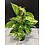 6" Totem Pothos